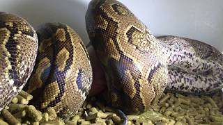 African Rock Python eats Pig