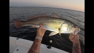 Use Live & Cut Pins For BIG Red Drum & BIG Trout on Sarasota Flats