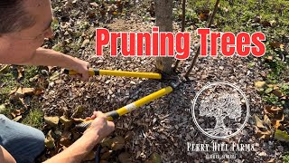 Pruning Trees: a SHORT video