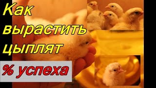 Как вырастить цыплят?