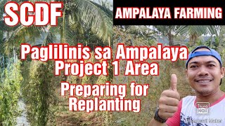 Ampalaya/Bittergourd Farming || Paglilinis sa Ampalaya Project 1 Area || Preparation for Replanting