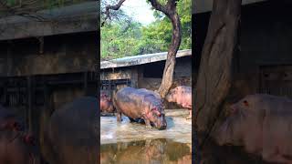 hippopotamus Sound #shorts #hippo #hippopotamus  #educationalvideo #soundeffects  #learning