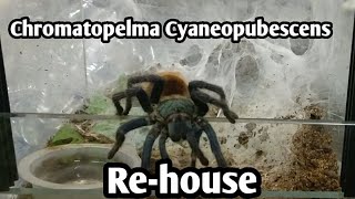 How I Re-house a skittish Chromatopelma Cyaneopubescens