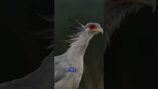 The Stylish Predator: Meet the Secretary Bird! #shorts