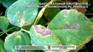 Бактериальный ожог фасоли (Xanthomonas axonopodis pv. phaseoli)