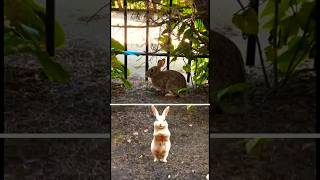 Dance Class  #animals #cuteanimals #pets #rabbit #dance #music #funny #shorts