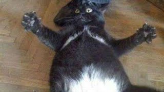 Funny CATS will make you LAUGH YOUR HEAD OFF - Funny Cats compilation