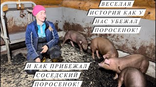 Продали трактор и коз! Купили овец и поросят! Новости КФХ! Развиваем сельское хозяйство!