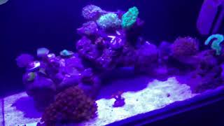 New setup of my reef tank/I have crashed it😳😳/episode 017