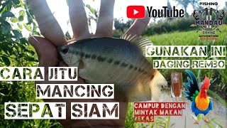 Trik lama !!! Mancing SEPAT SIAM Menggunakan daging ayam