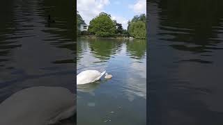 bébé oie/baby geese