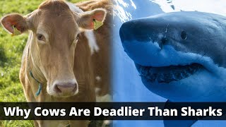 Why Cows are Deadlier Than Sharks