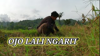 Ngarit di sawah dapat bonus pemandangan yg asri dan indah