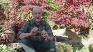 Planting and caring tips for Acer Japanese Maple