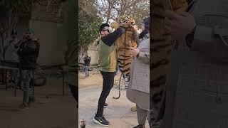 Bengal Tiger is Very Friendly!  #shorts #tiger #animals #love #viralshorts #viralvideo #foryou