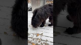 Newf excited to wake up to snow ❄️ #newfoundlanddog #dogs #goldenretriever