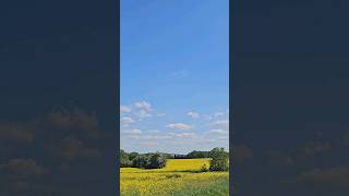 In love with canola fields #love #shortstory #nature #slowliving #shortvideo