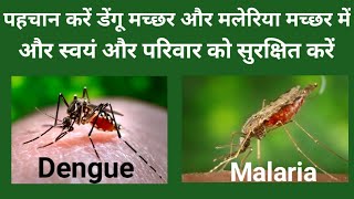 डेंगू का मच्छर और मलेरिया का मच्छर को पहचानें difference between dengue mosquito & malaria mosquito