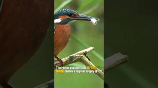 Kingfisher - PATIENCE, SPEED, AGILITY #shorts #kingfisher