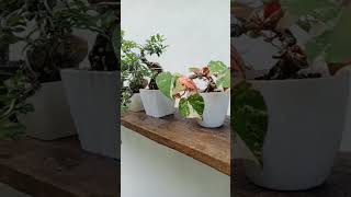 Bonsai Mame teman ngopi #bonsaiindonesia #bonsaipemula