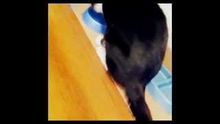 KURO My cute kitty cat ~ 2013-4