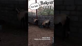 Bakrid Sheeps 🐑 ♥️ #bakrid #shorts #trending #bakrid #sheep #goat #youtubeshorts #igfgoats