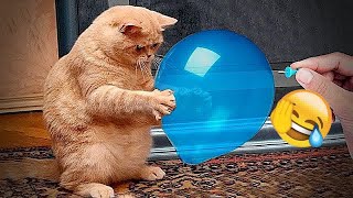 🤣🙀 Funniest Cats and Dogs Videos 😆😘 New Funny Animals 2023 # 16