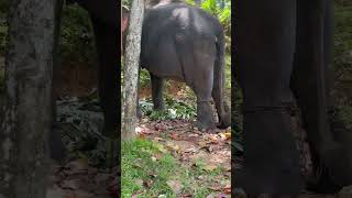 Elephant #youtubeshorts#elephant#shortsfeed#shortsyoutube