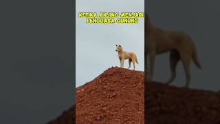 Anjing penguasa Gunung#Short