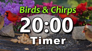 20 Minute Timer| Bird Kiss | ⏰ Bell Alert | No Music | Birds Chirping | Big Numbers