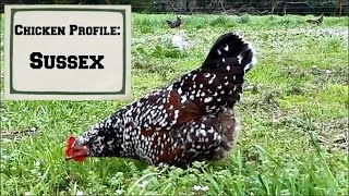 Chicken Profiles: Sussex