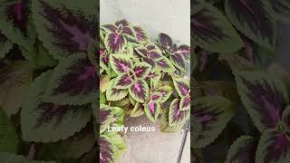 Leafy coleus   #plants #flowers #gardening #shorts #tiktok #insta #viral #trending #my #fyp #nice