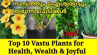 Top 10 Best Lucky plants for Home  || Vastu plants ||Feng shui plants🧿