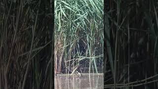 Waterral (waterrail, Rallus aquaticus) in de Nieuwe Dordtse Biesbosch August 21 2022.