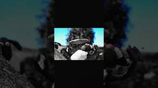 shawn the sheep #viralvideos #shorts #edit