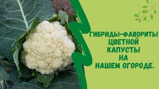 👌🌿Гибриды - фавориты цветной капусты на нашем огороде.