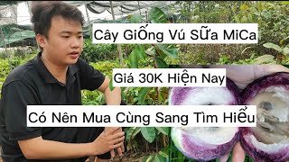 Cung Cấp Giống Vú Sữa Mica Ngon Nhất Hiện Nay - Có Đáng Trồng Cho Gia Đình