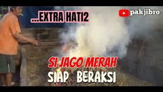 EXTRA HATI2, SI JAGO MERAH BERAKSI DI PAGI HARI.@pakjibro9322