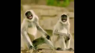 monkeys laughing meme