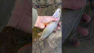 Wyoming Cutthroat Trout Fishing! #shorts #fyp #subscribe #fishing #trout #wyoming