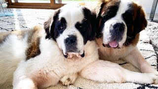 Love for Wagging tails | Saint Bernards | Pets Vlog 11