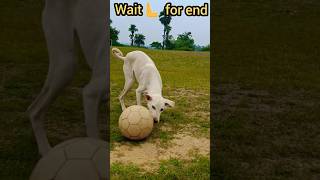 Wait For end 😞🔚 #shorts #robinmurmumds #football #soccer #dog #dogplaying #viralvideo #trending