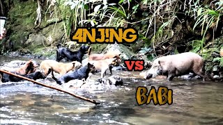 Berburu Babi hutan #kalimantan