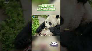 熊猫为啥一天要干饭14小时？干饭王熊猫云川带你揭秘【CCTV纪录】