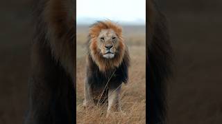 "El galán de Mara" (Oloimina, Black Rock Boy). #lion #nature #wildlife #shorts #short #viralvideo