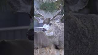 Old And Beat Up Mule Deer During The Rut in Estes Park Colorado