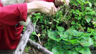 Collecting wasabi seeds