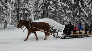 Pietan eka heppakyyti