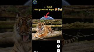 I Found Most Powerful Tiger🐯🤯😱On Google Earth #shorts #googleearth #google #googlemaps #viral