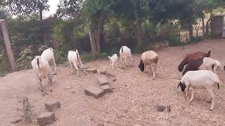 shoat (sheep and goats) of kenya ukambani lifestyle (2)